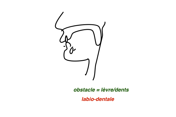 labio-dentale