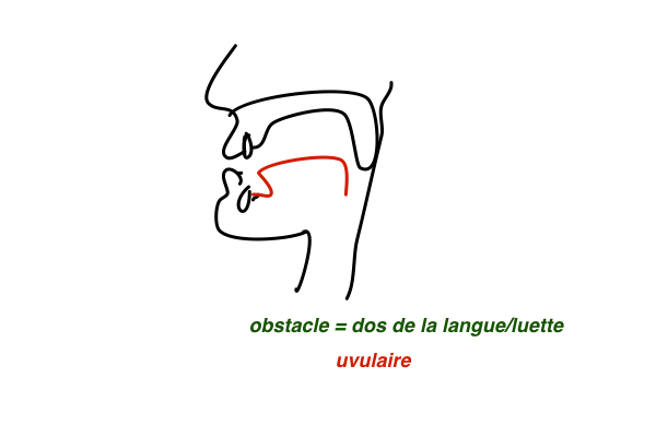 uvulaire